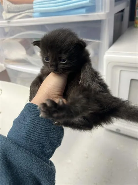 A baby small-sized female Domestic Medium Hair cat named Phoebe for adoption in Santa Cruz, CA