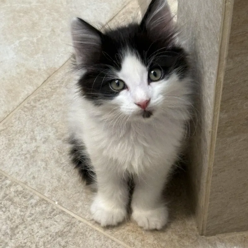 A baby medium-sized male Black & White / Tuxedo Domestic Long Hair cat named Xander for adoption in Moriches, NY