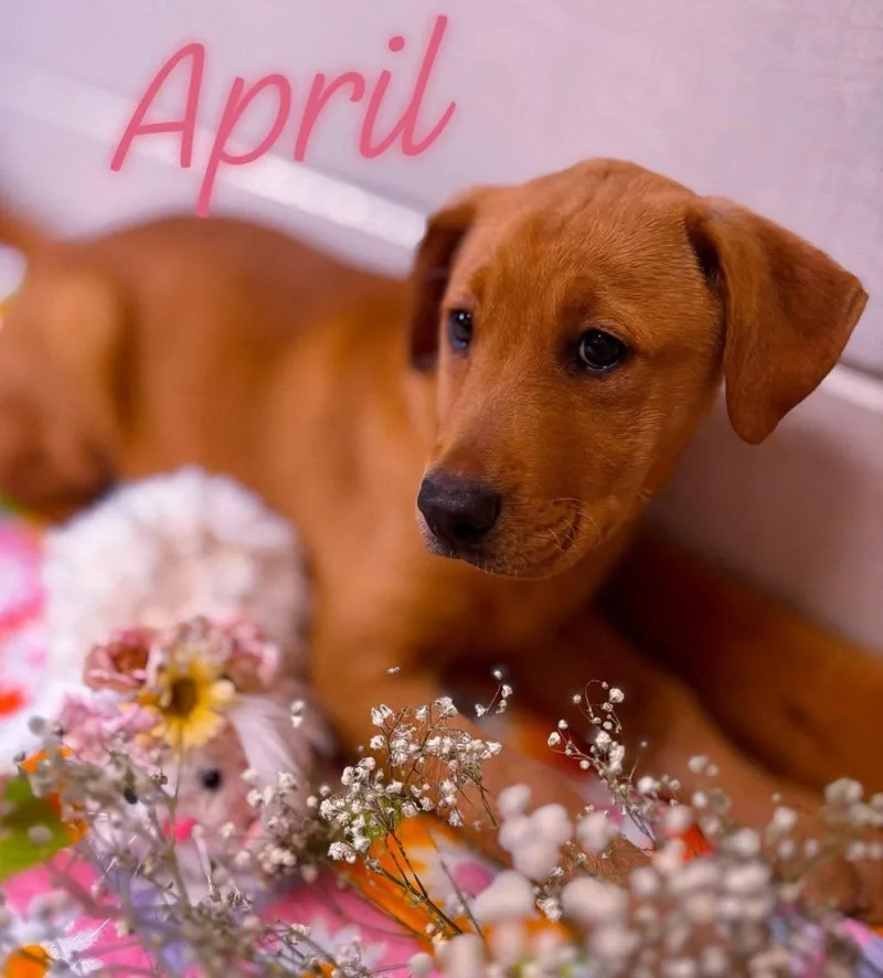 A baby large-sized female Red / Chestnut / Orange Labrador Retriever dog named April for adoption in Brookfield, WI