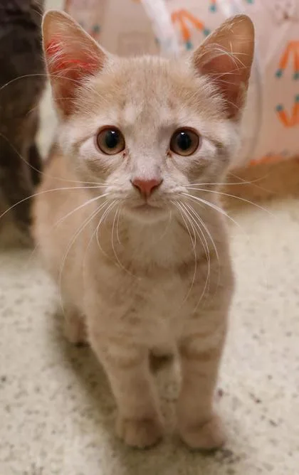 A baby small-sized male Domestic Short Hair cat named Grove for adoption in Verona, WI