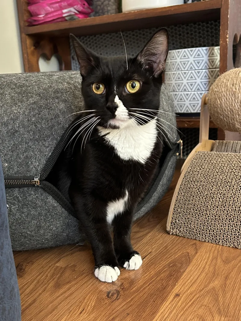 A young large-sized female Domestic Short Hair cat named Summer for adoption in BREINIGSVILLE, PA