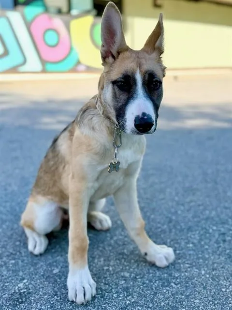 A baby medium-sized female German Shepherd Dog dog named Nora for adoption in Agoura, CA