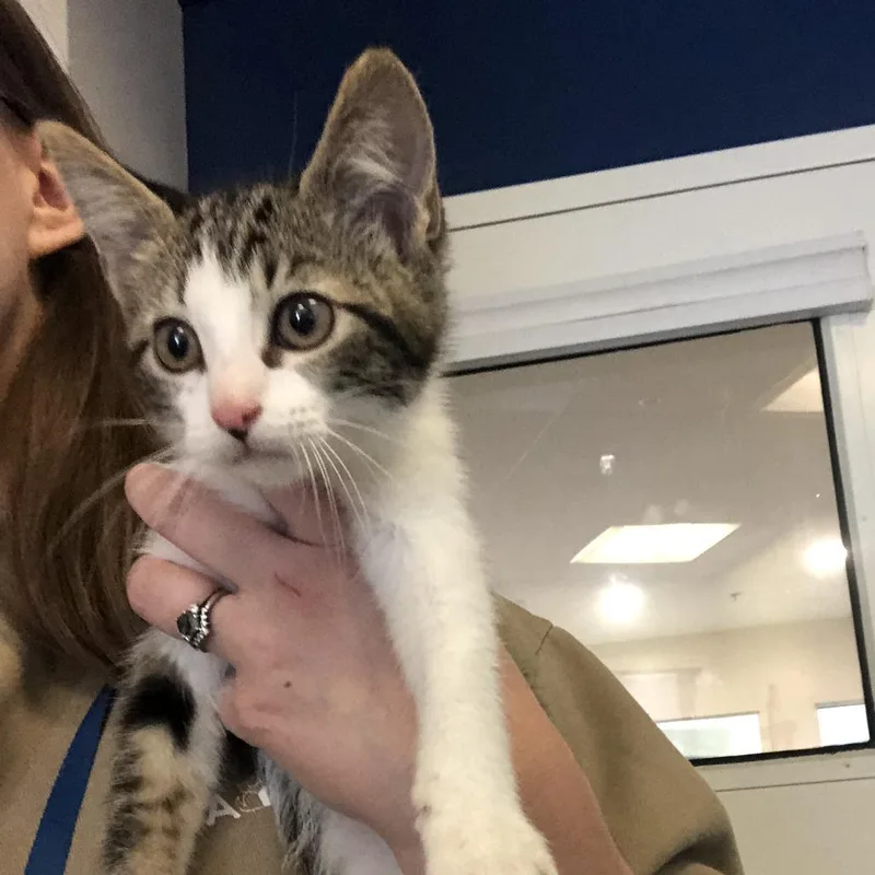 A baby small-sized female Gray / Blue / Silver Domestic Short Hair cat named Costco for adoption in Saint Louis, MO