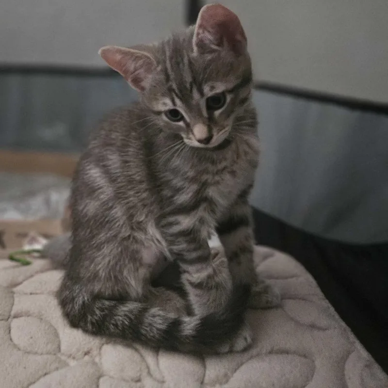 A baby small-sized male Gray / Blue / Silver Domestic Short Hair cat named Pebbles for adoption in Costa Mesa, CA
