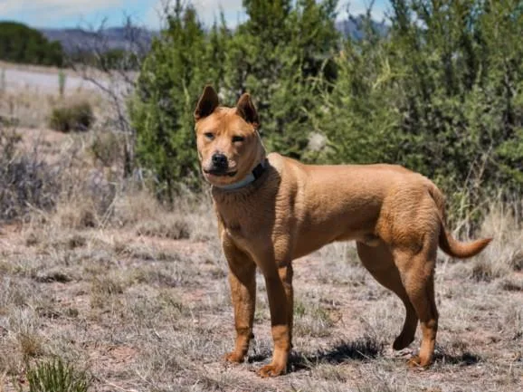 A young large-sized male Mixed Breed dog named Stanley for adoption in Santa Fe, NM
