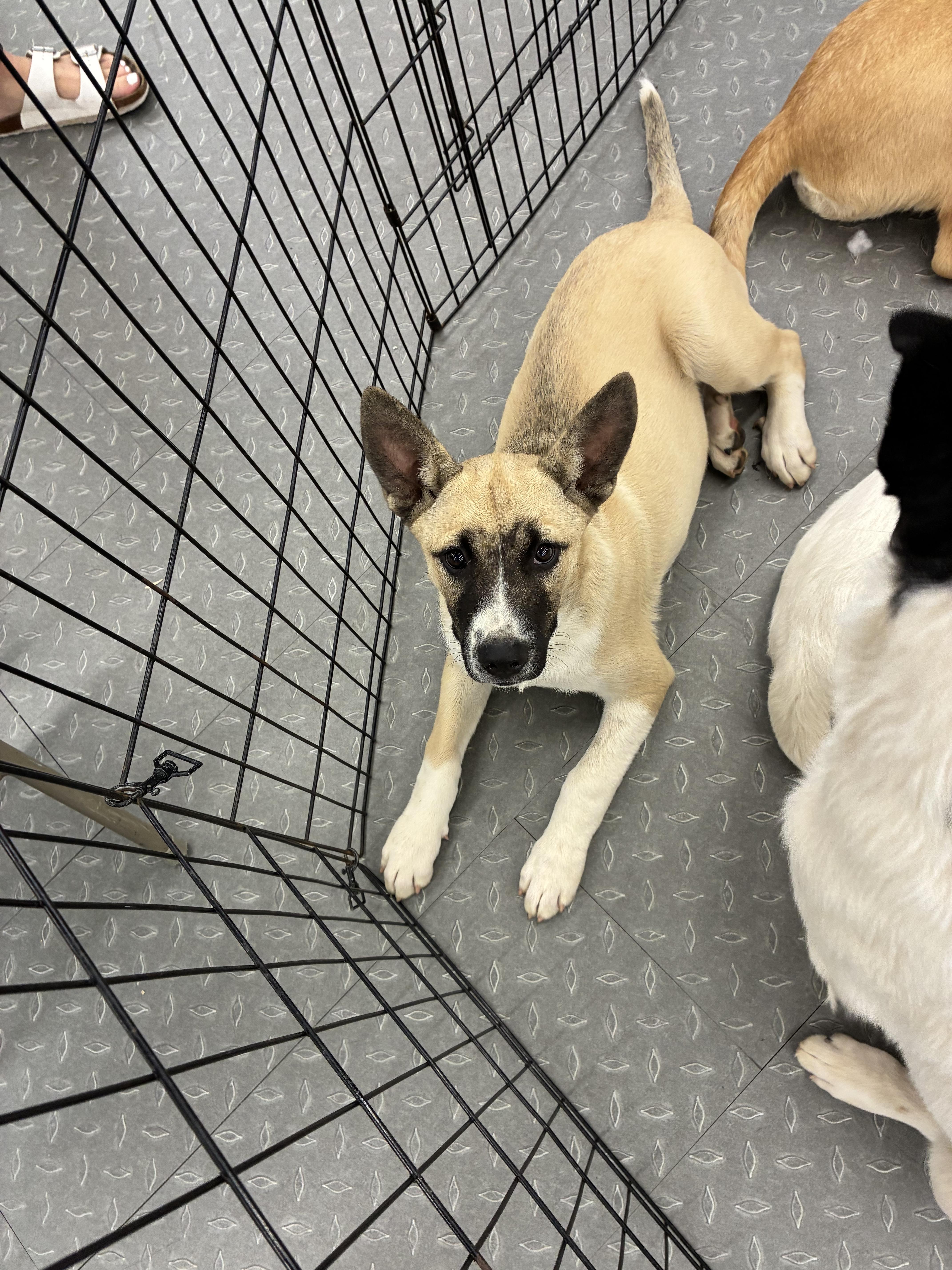 A young large-sized male Husky dog named Zeke for adoption in Mobile, AL