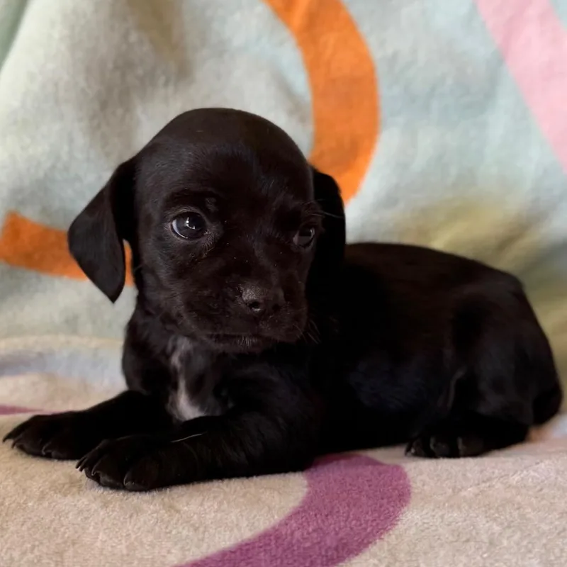 Peanut
