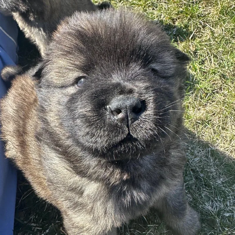 A baby medium-sized female Yellow / Tan / Blond / Fawn Chow Chow dog named Smokey for adoption in Madison, WI