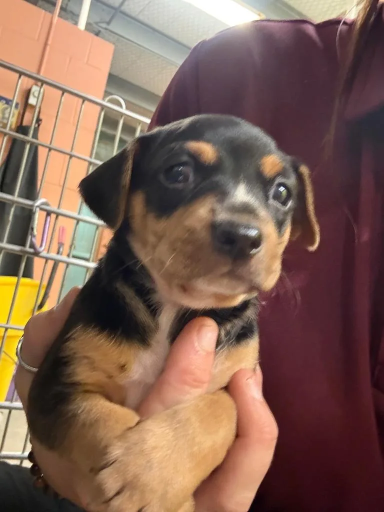A baby medium-sized male Mixed Breed dog named Columbus for adoption in Rockport, TX
