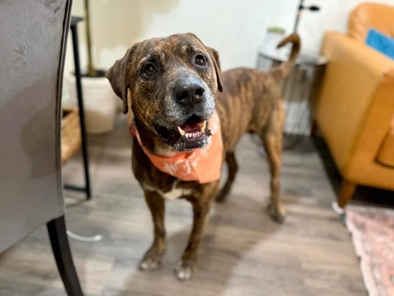 An adult large-sized male Brindle Labrador Retriever dog named Uncle Joe Steady Eddie for adoption in Friendswood, TX