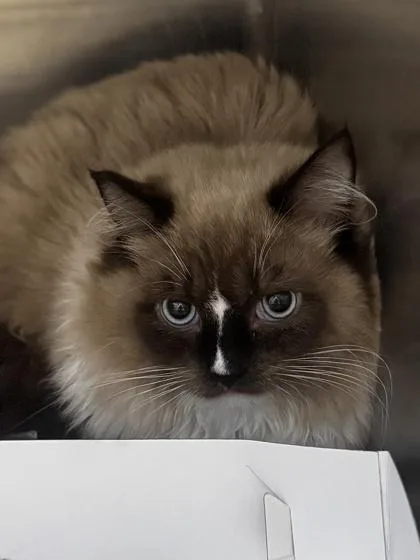 An adult medium-sized male Ragdoll cat named Valentine for adoption in Philadelphia, PA