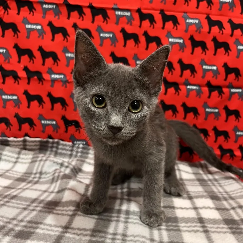 A baby small-sized male Gray / Blue / Silver Domestic Short Hair cat named Marty for adoption in Washburn, MO