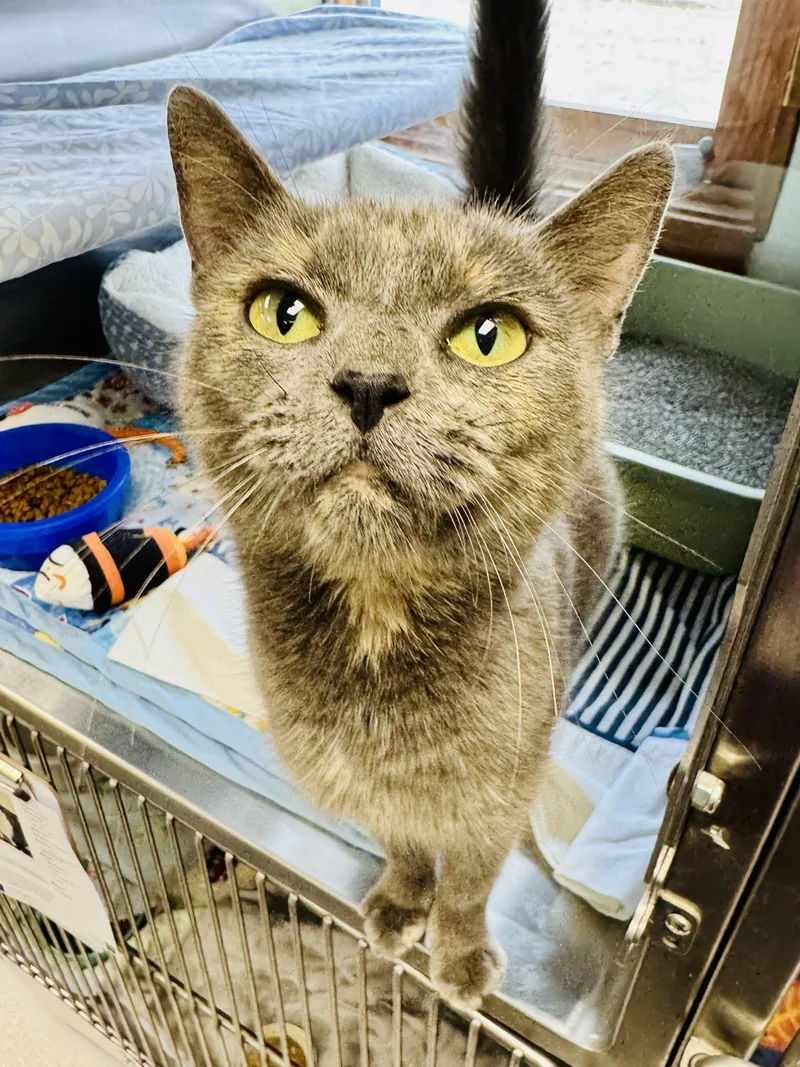 A young medium-sized female Domestic Short Hair cat named Mrs. Rogers for adoption in Midland, MI