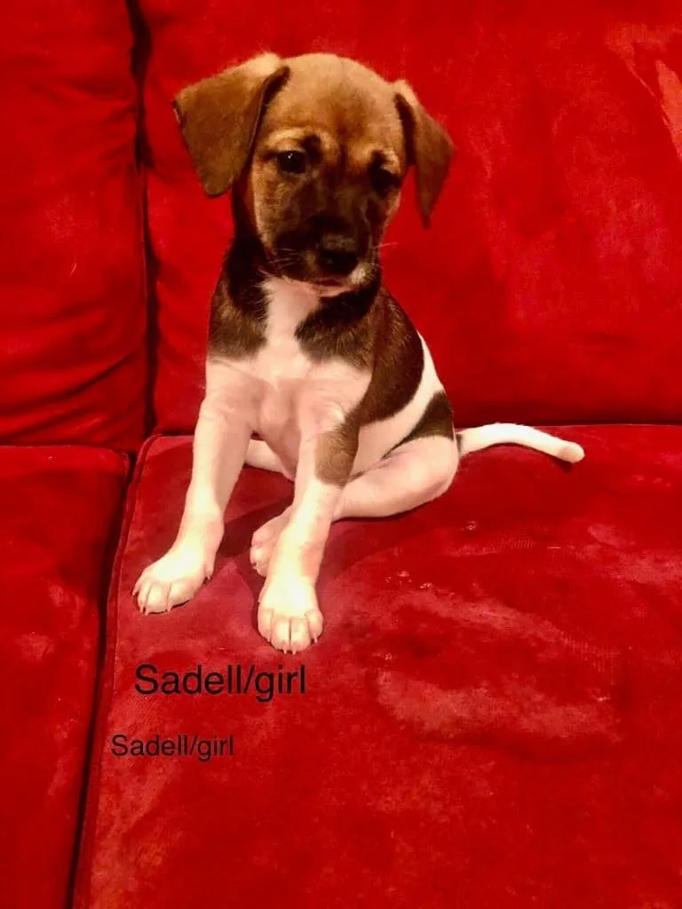 Sadell