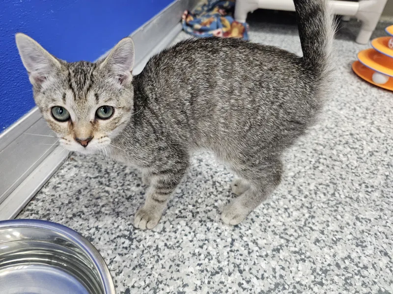 A baby medium-sized male Tabby (Brown / Chocolate) Domestic Short Hair cat named Timmy for adoption in Dunkirk, NY