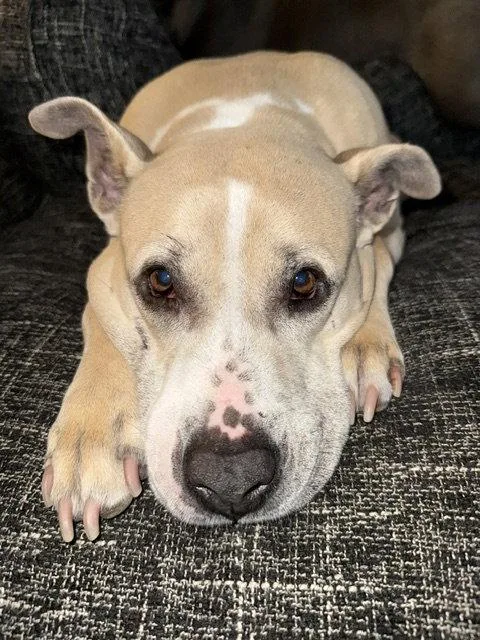 An adult large-sized female Pit Bull Terrier dog named Lexi for adoption in Baltimore, MD