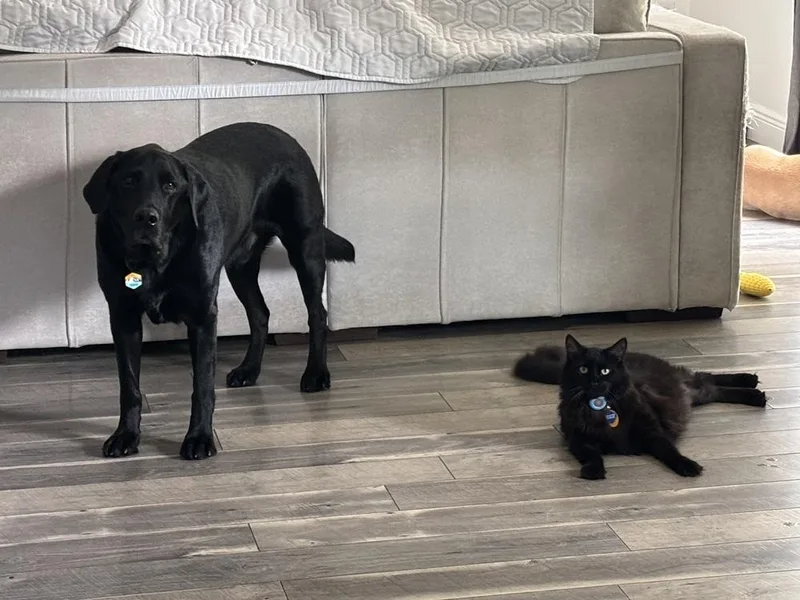 An adult large-sized male Black Domestic Short Hair cat named Bear for adoption in Deland, FL