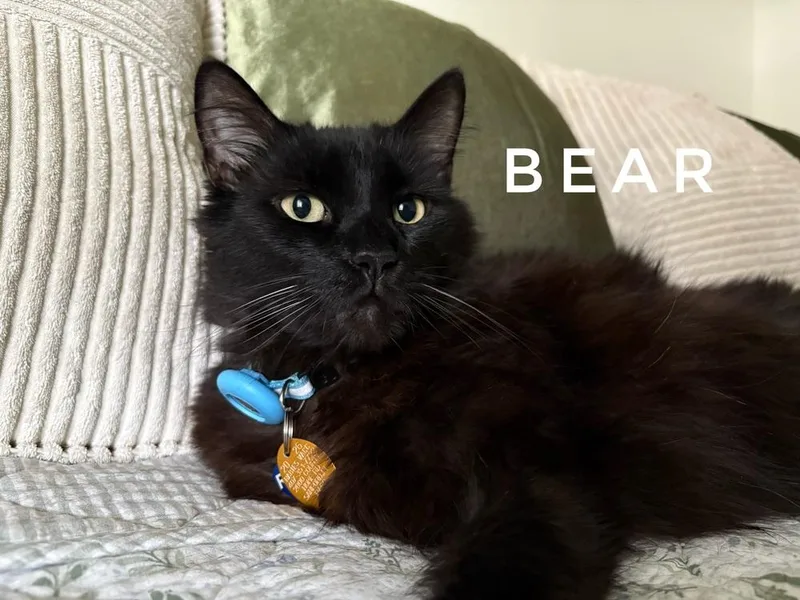 Bear thumbnail 3