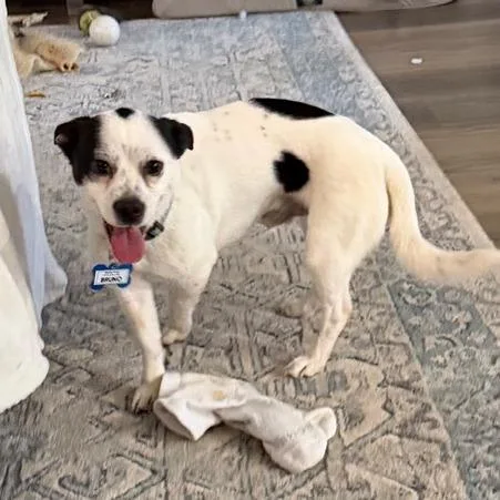 An adult small-sized male White / Cream Chihuahua dog named Bruno for adoption in Wake Forest, NC