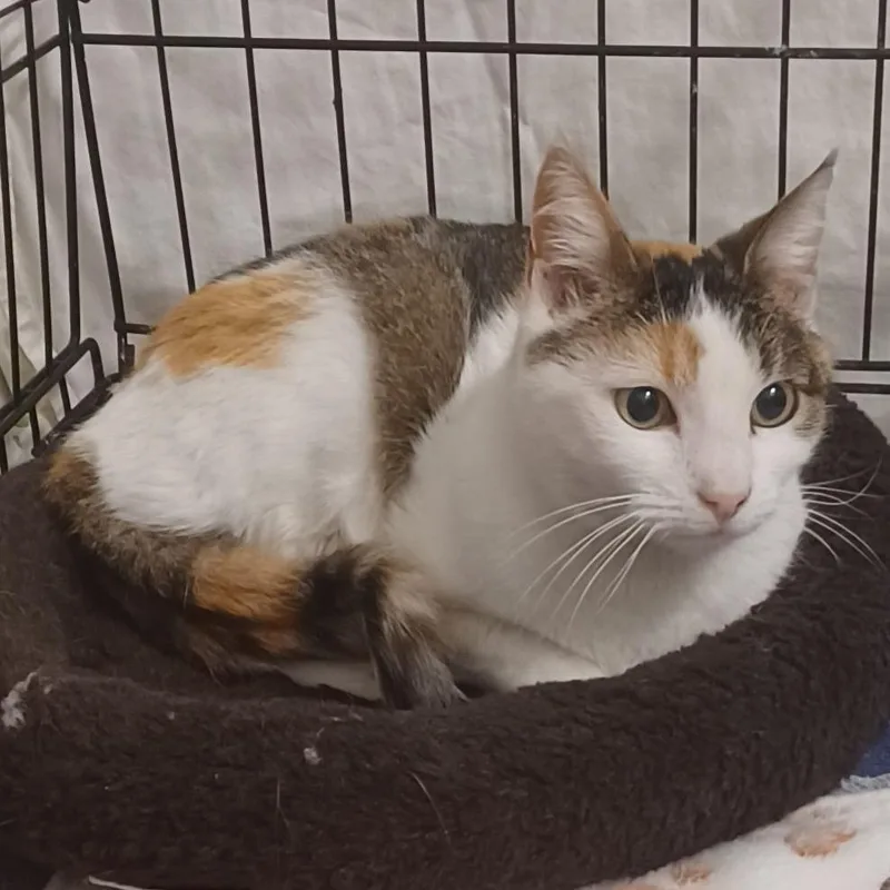 A senior medium-sized female Calico Domestic Short Hair cat named Sophie Frost for adoption in Eagle Mountain, UT