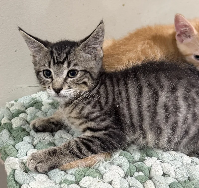 A baby medium-sized male Tabby (Brown / Chocolate) Domestic Short Hair cat named Catcher for adoption in East Hanover, NJ
