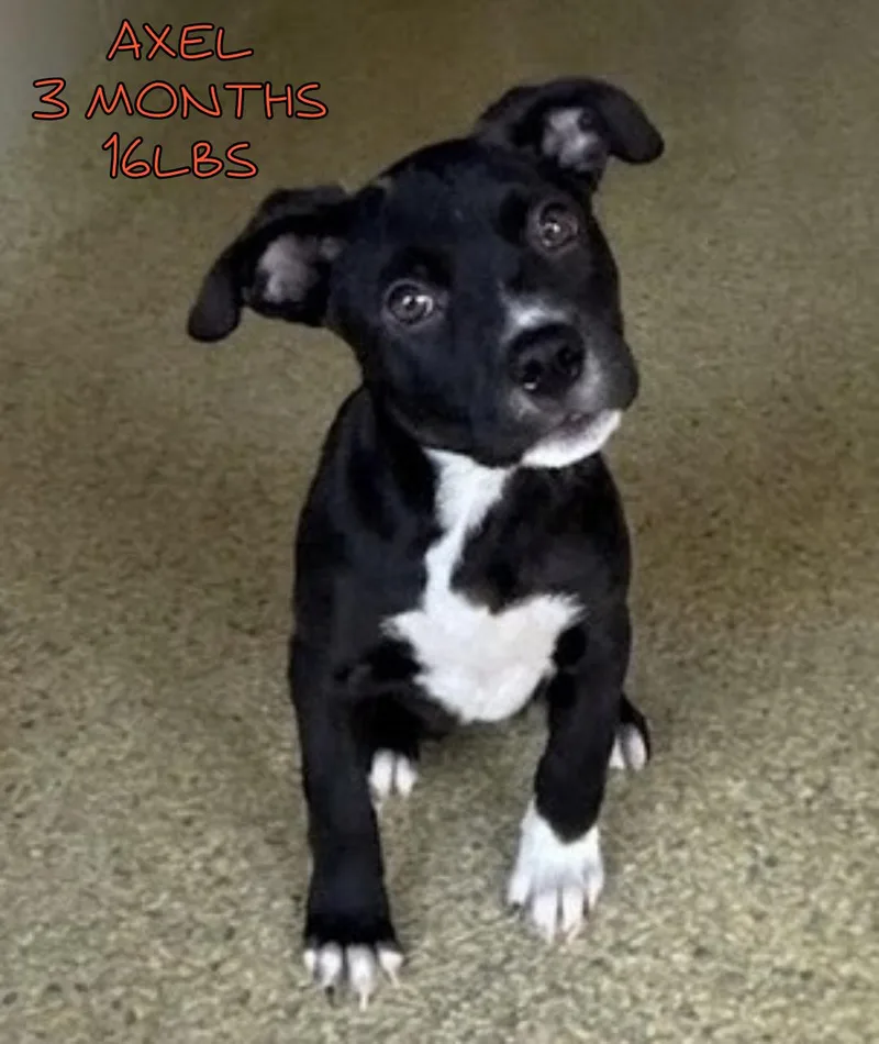 A baby medium-sized male Labrador Retriever dog named Axel for adoption in Holbrook, NY