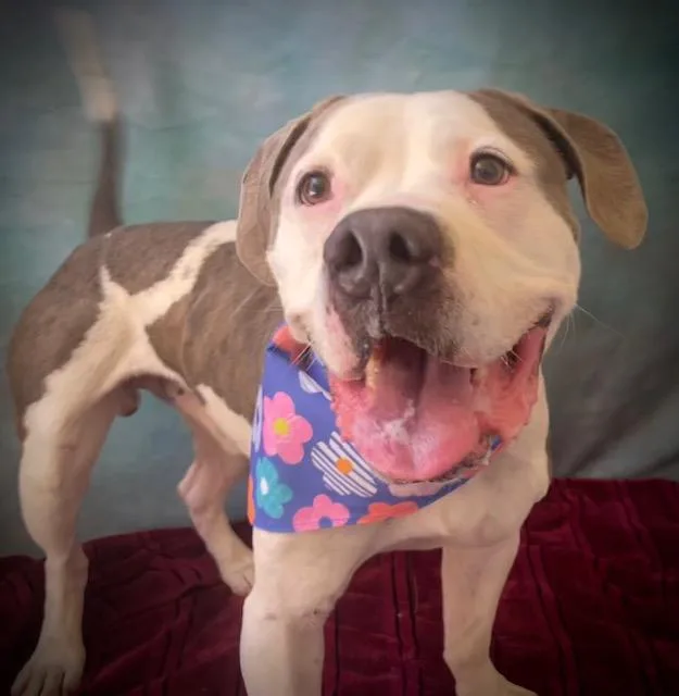 An adult large-sized male Pit Bull Terrier dog named Dom for adoption in Salinas, CA