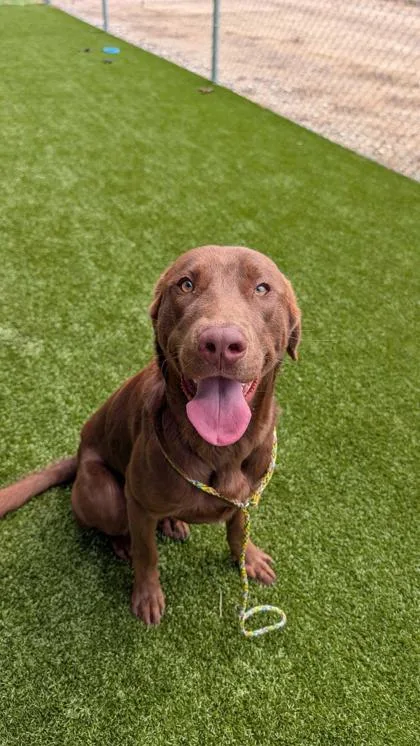 An adult large-sized male Labrador Retriever dog named Charlie Brown for adoption in Morton Grove, IL