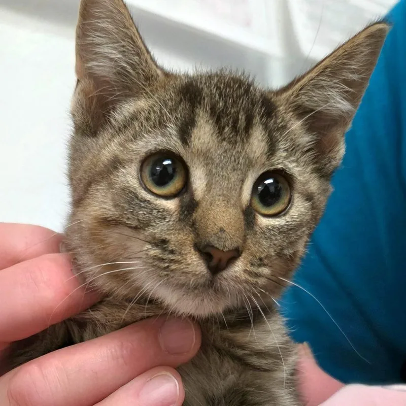 A baby small-sized female Brown / Chocolate Domestic Short Hair cat named Princess Leia for adoption in Austin, TX