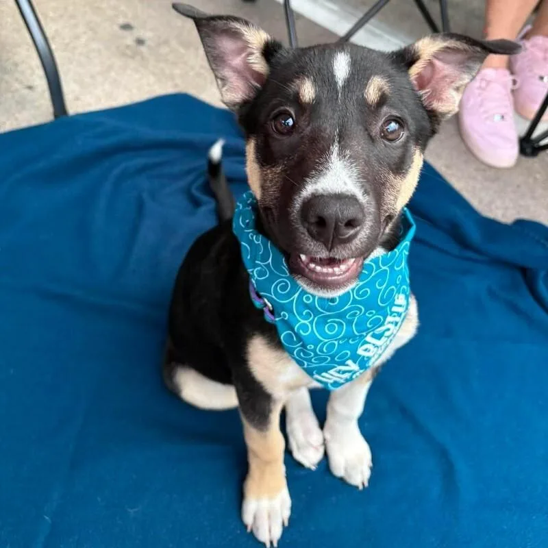 A baby medium-sized female Tricolor (Brown, Black, & White) Pit Bull Terrier dog named Zadie for adoption in Bryan, TX