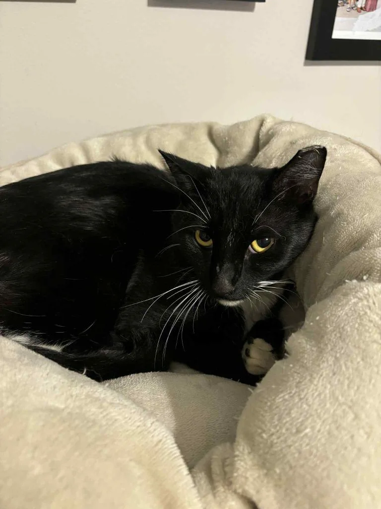 Goodfellow thumbnail 2