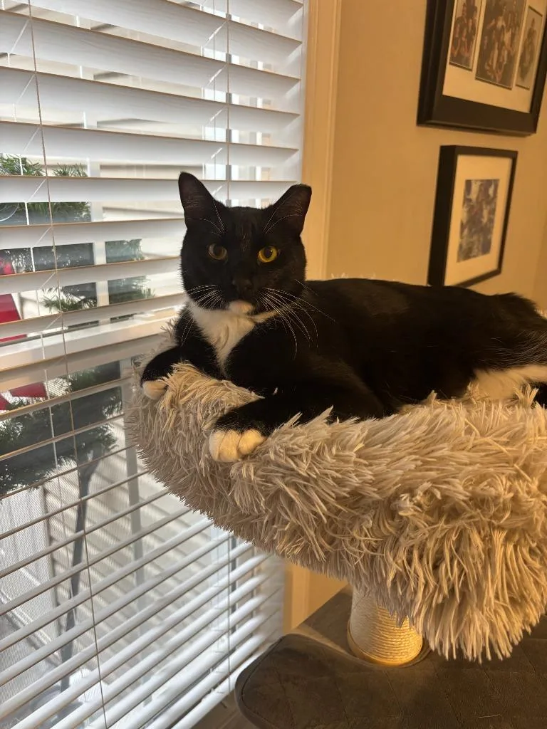 Goodfellow thumbnail 4