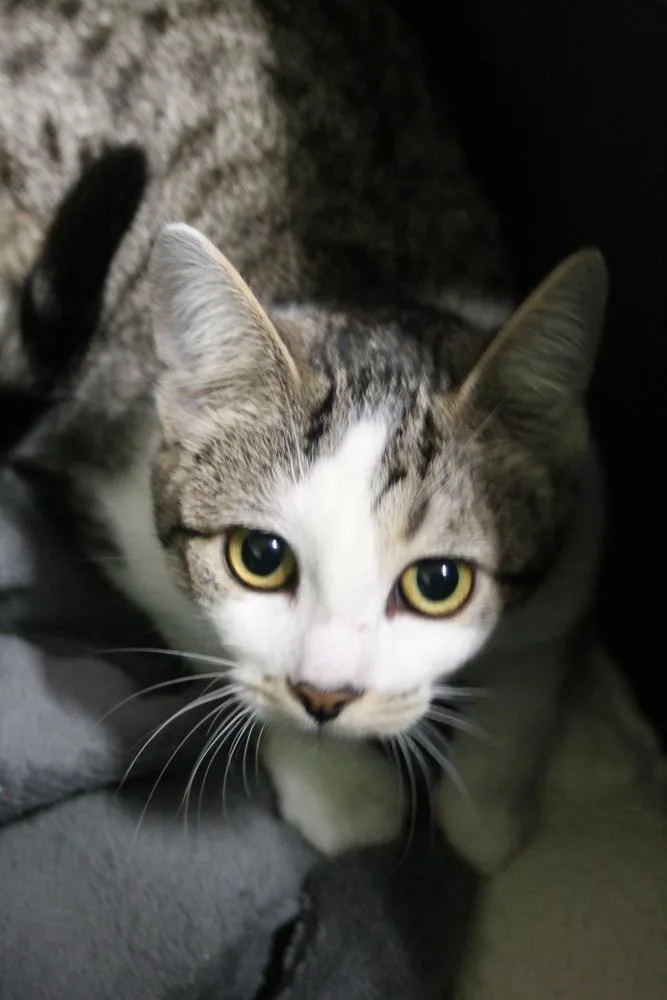 An adult medium-sized female Gray / Blue / Silver Domestic Short Hair cat named Sky for adoption in Muskegon, MI