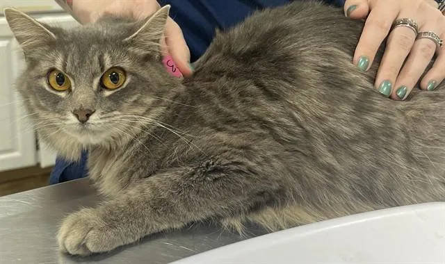 An adult small-sized female Domestic Medium Hair cat named Raptor for adoption in Upper Marlboro, MD