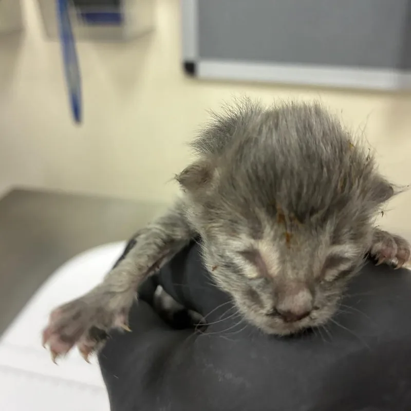 A baby small-sized female Gray / Blue / Silver Domestic Short Hair cat named Nara for adoption in Pasadena, CA