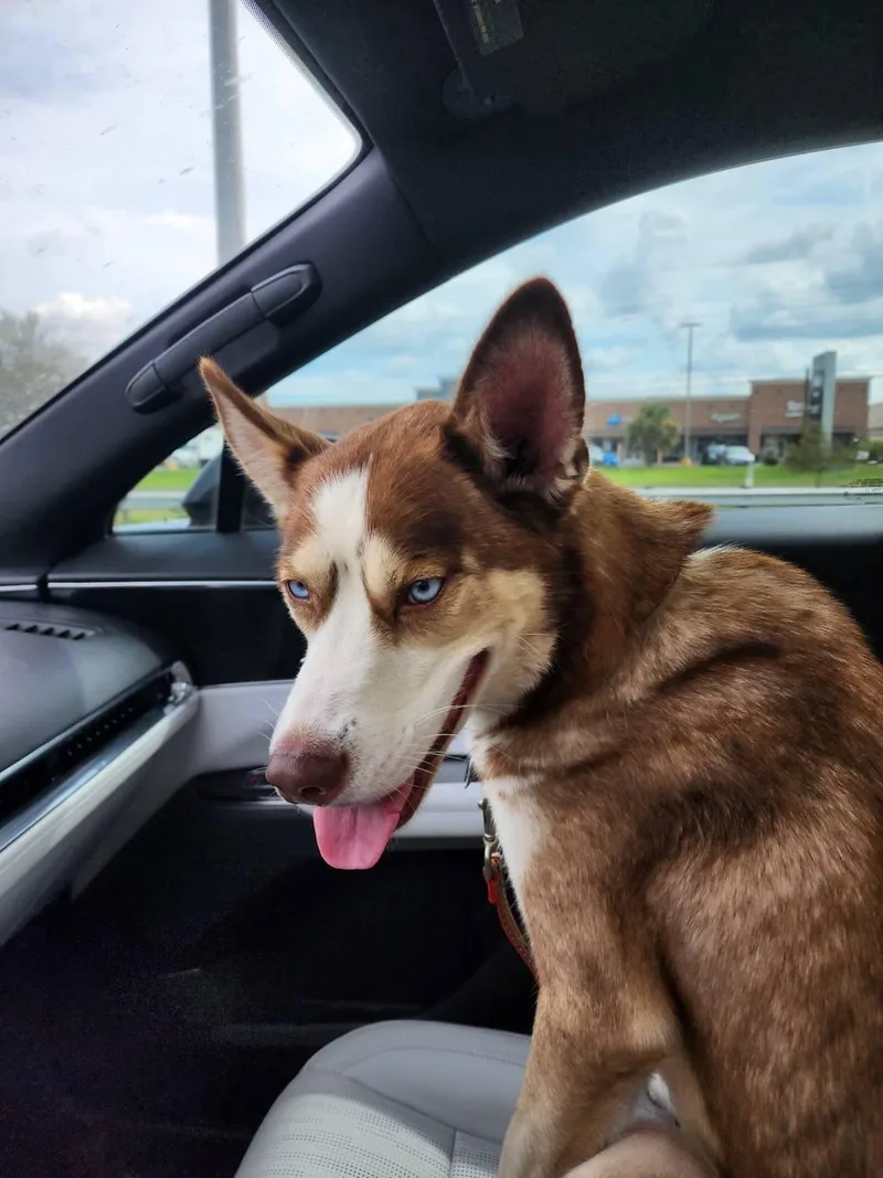 An adult medium-sized male Siberian Husky dog named Zorro for adoption in Carrollton, TX