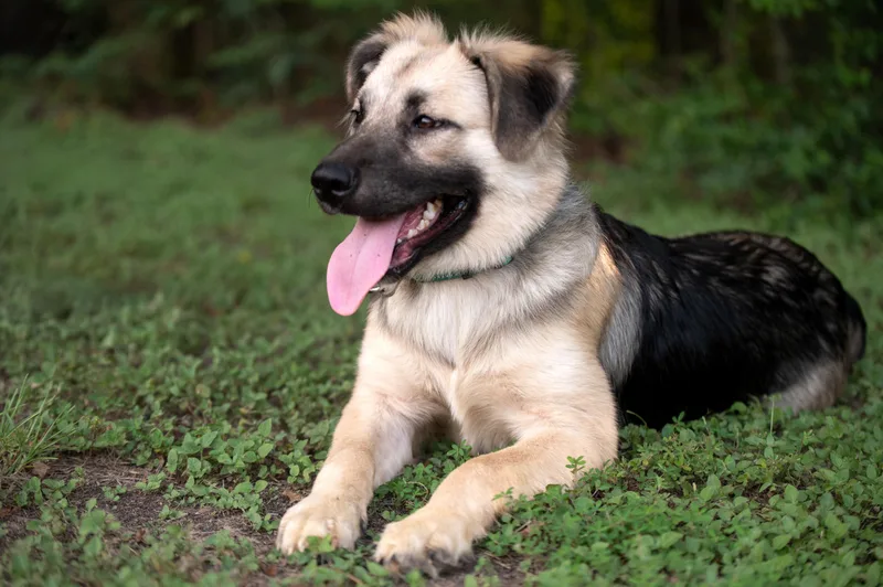 A young medium-sized female Tricolor (Brown, Black, & White) German Shepherd Dog dog named DaisyWA for adoption in Magnolia, TX