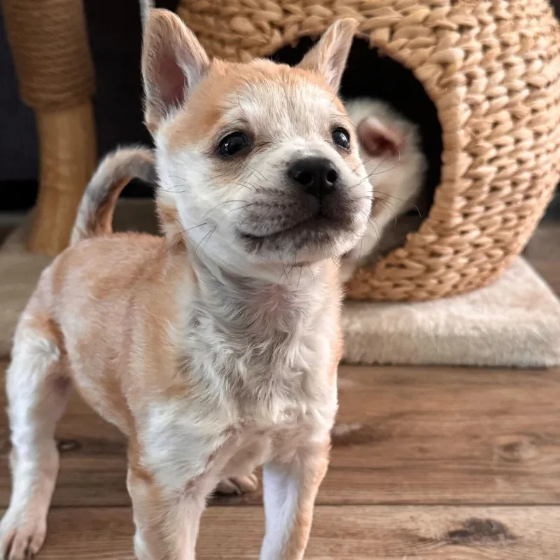 A baby small-sized female Yellow / Tan / Blond / Fawn Mixed Breed dog named Valencia for adoption in Riverside, CA