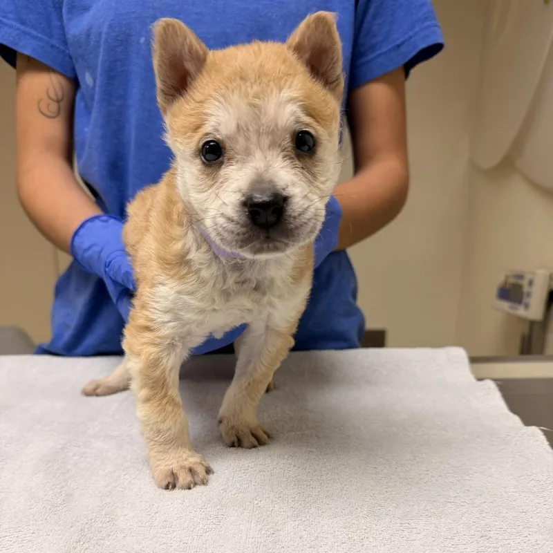 Valencia thumbnail 3