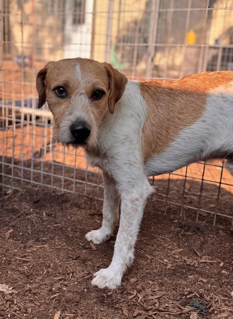 An adult medium-sized male Red / Chestnut / Orange Border Terrier dog named Warrick for adoption in Pawleys Island, SC