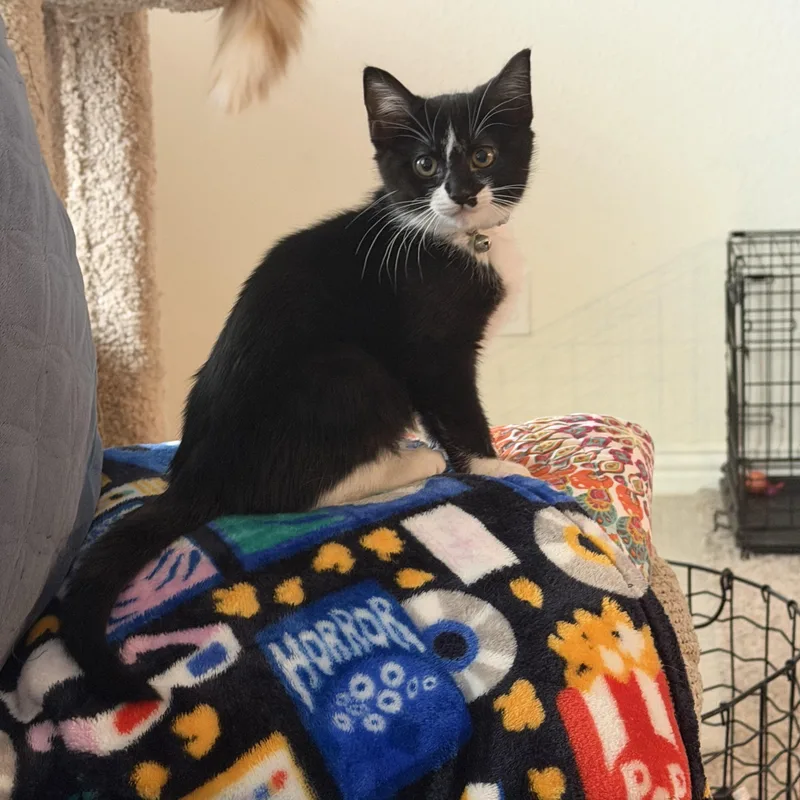 A young medium-sized female Black & White / Tuxedo Tuxedo cat named Mercedes for adoption in Coppell, TX