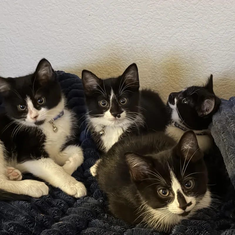 Mercedes thumbnail 2