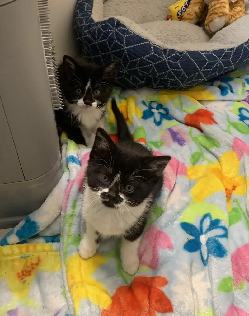 Mercedes thumbnail 4