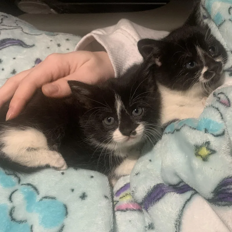 Mercedes thumbnail 5