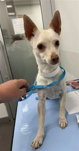 An adult small-sized female Chihuahua dog named Jenny for adoption in Mesa, AZ