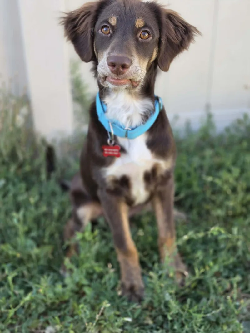 A baby medium-sized male Brown / Chocolate Australian Shepherd dog named Hershey for adoption in Clinton, UT