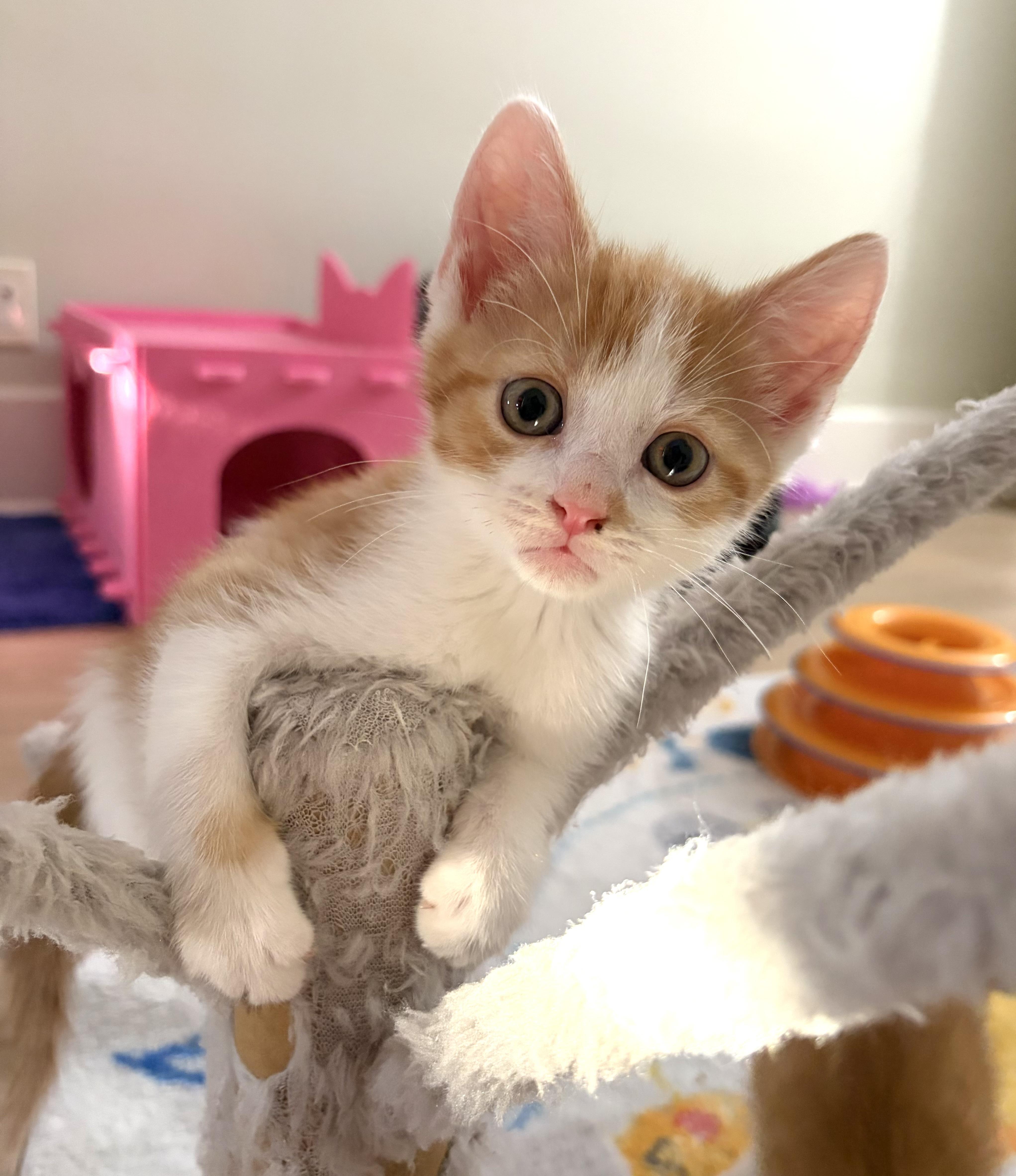 A baby medium-sized male Orange & White Domestic Short Hair cat named Peter Brady for adoption in Montclair, NJ