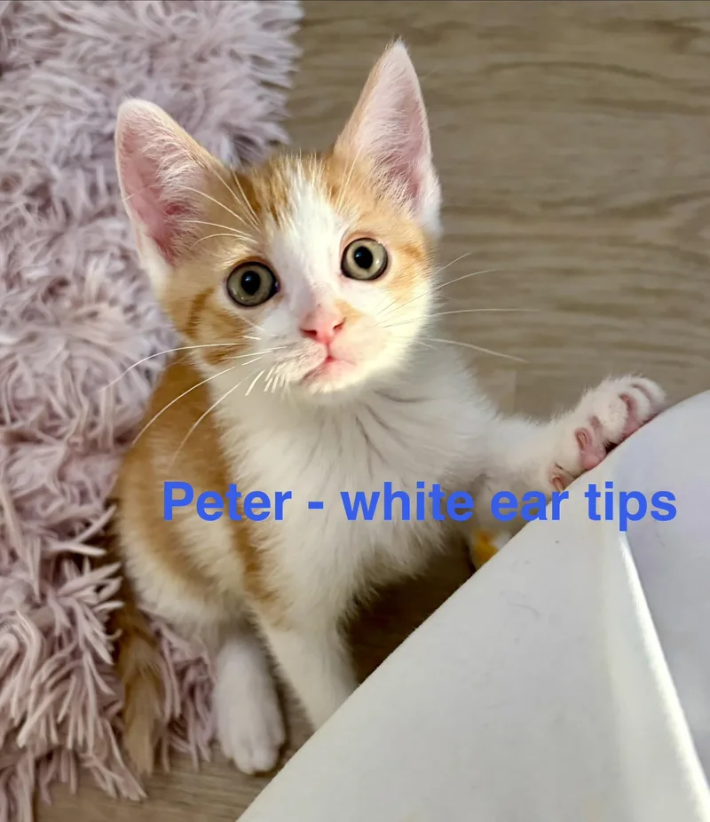 Peter Brady thumbnail 4