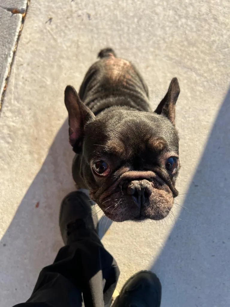 A young medium-sized male French Bulldog dog named Wall•e for adoption in Rockport, TX