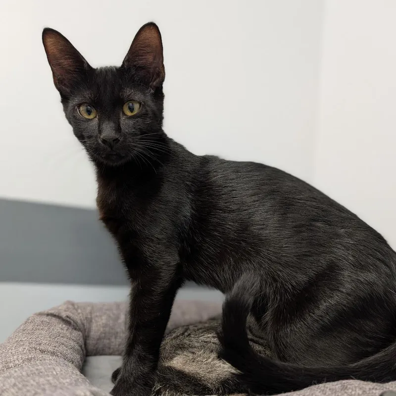 A baby medium-sized male Black Domestic Short Hair cat named John Wall for adoption in Cape Girardeau, MO